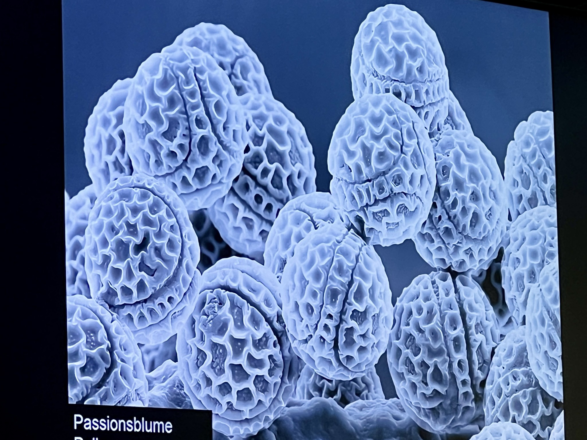 Passionsblume durch ein Elektronenmikroskop